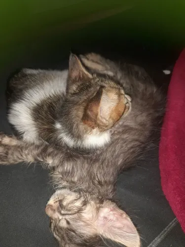 Doação gatinhas filhotes
