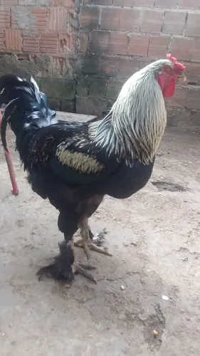 Galo Brahma