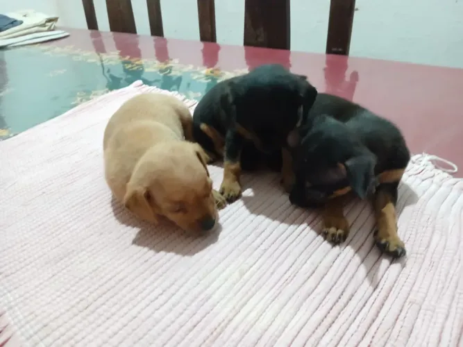 Cachorro