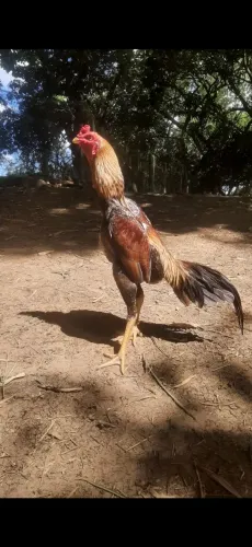 Vendo Frango shamo! 