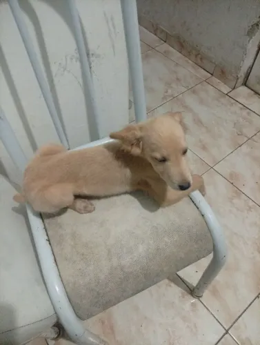Doação de cachorro