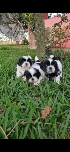 Shih Tzu