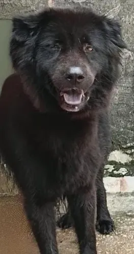 CHOW-CHOW FEMEA COM 1 ANO SUPER INTELIGENTE E ADESTRADA DOCIL 