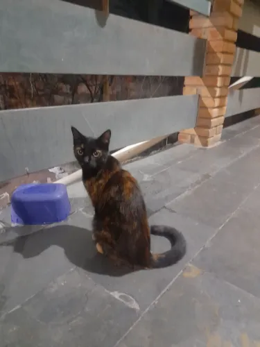 Adote um gatinho ? 