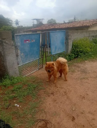 Procura uma namorada
