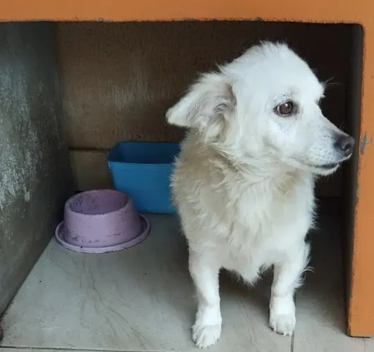 Doação de 2 cachorros para sitio