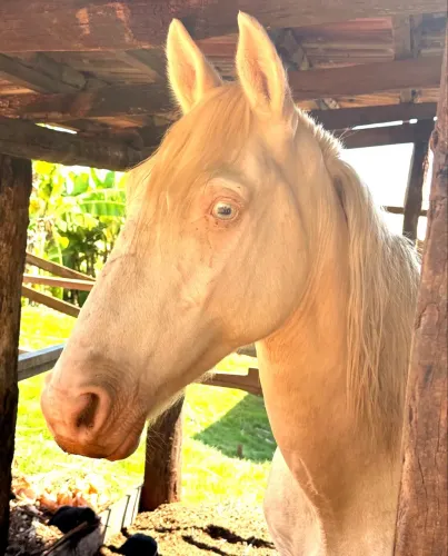 Cavalo branco cremelo