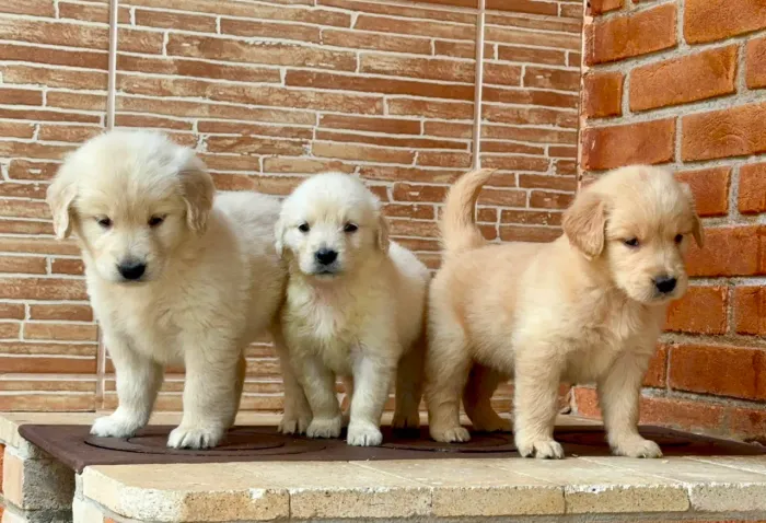Golden Retriever Filhotes a venda 