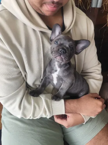 Bulldog Francês