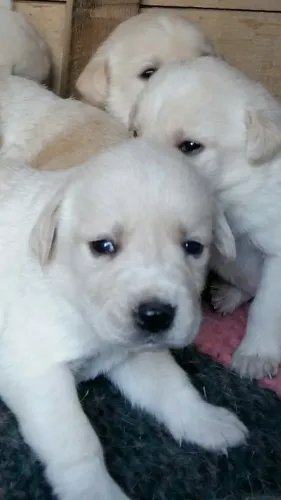 Filhotes de Labrador | Um amigo para criar laços especiais