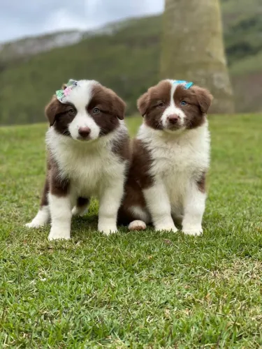 BORDER collie para São João do Meriti