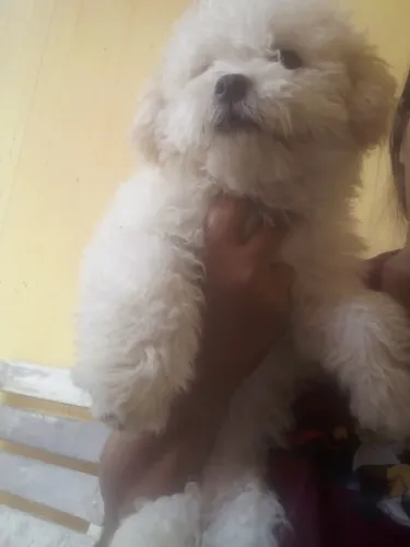 Pooble femia linda ja vacinada com 3 vacina importada e so fala *