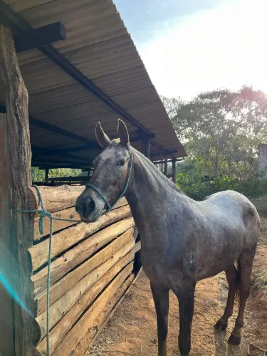 Égua 