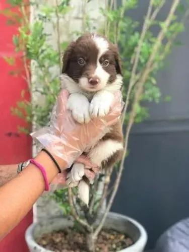 Border Collie Disponível | Vacina V10 Importada | Atendimento em Loja Física