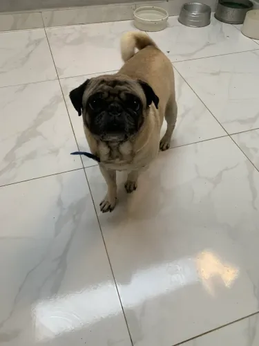 Pug Macho Adulto Não Castrado - R$ 500
