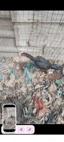 Frango de raça lindo