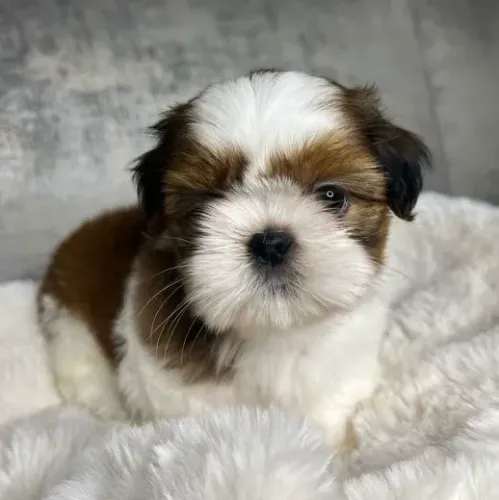 Shih tzu filhote fofos mini