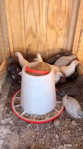 Codornas chinesas importadas várias cores!