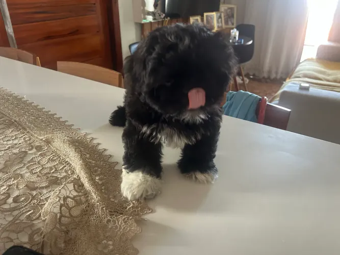 Cachorro shih tzu à venda