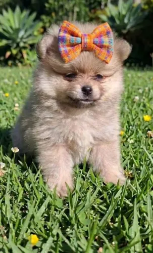 Spitz Alemão fêmea
