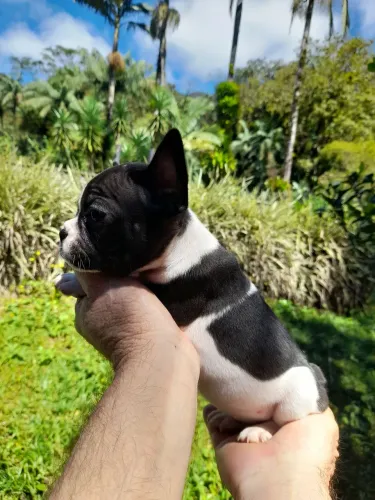 Filhotes de bulldog francês