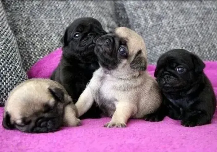 Pug Um pet conhecido pelo temperamento dócil e amigável