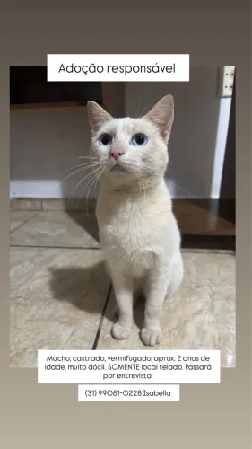 Adoção responsável gato
