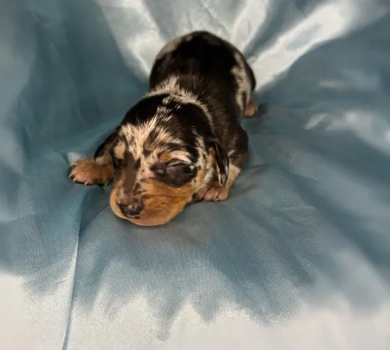 Filhotes Dachshund Salsicha Diversas Cores 12X