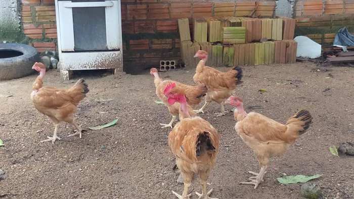 4 fêmeas e 1 macho 3 meses 