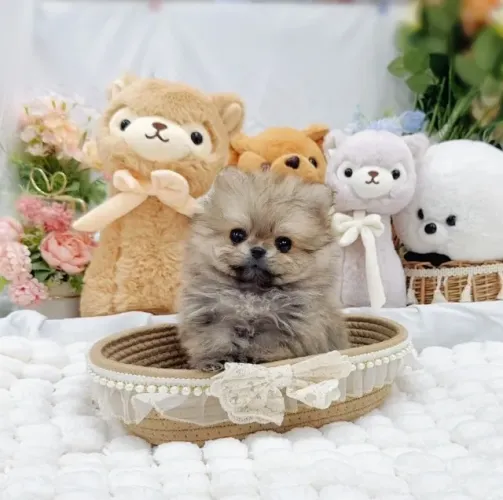 Filhote de cachorro spitz alemão/lulu da pomerânia dócil e ativo