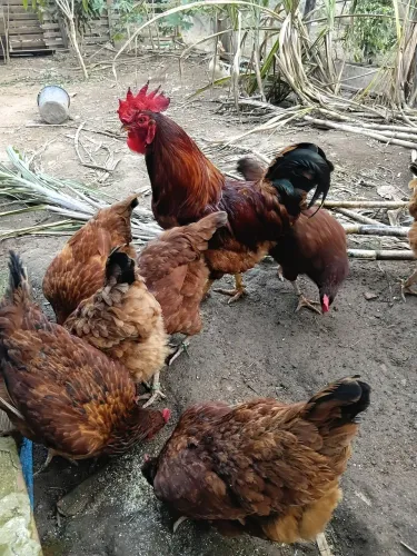Vendo 7 galinhas e um galo imbapa 051