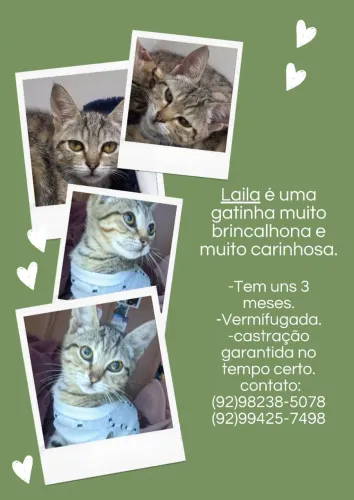 Gatinha para adoção