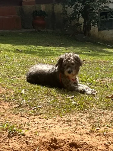 Doa se cachorro de raça 