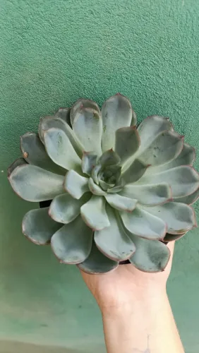 Suculenta