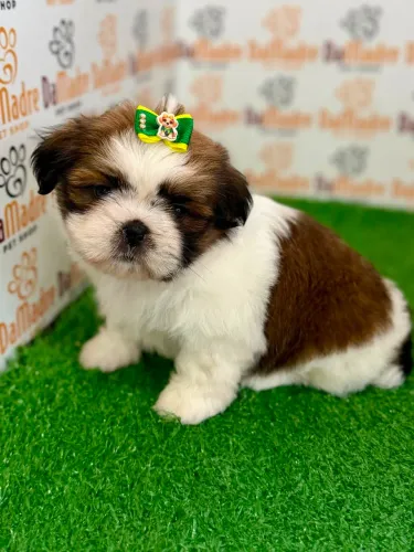 Shih-tzu Fêmea 