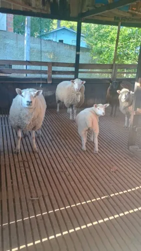 Lote de carneiros