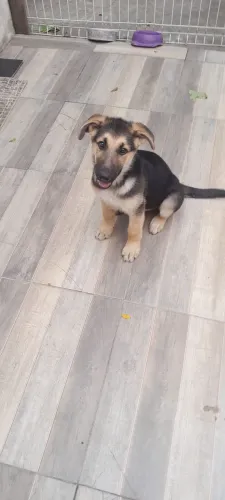 Vendo cachorro Pastor Alemão Capa Preta!!