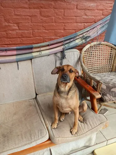 Cachorro para doação