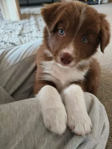 Filhotes de Border Collie parecem a vontade em publico!