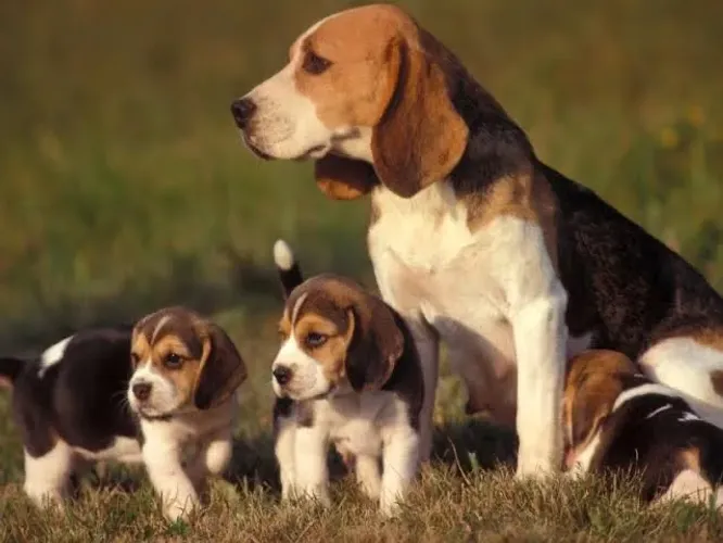 Beagle macho e fêmea 