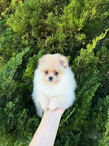 Spitz Alemão