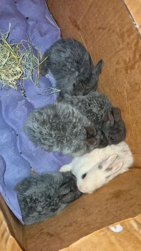 5 BEBES LINDOS