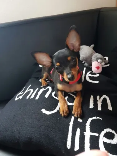 Pinscher/Pincher Baby Muito Corajoso Macho e Fêmea Vacinados com Garantias