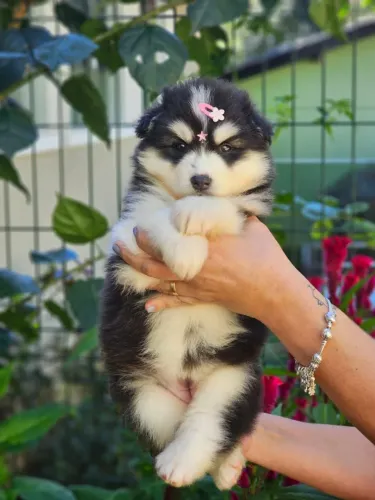 Husky Siberiano | Canil Responsável 