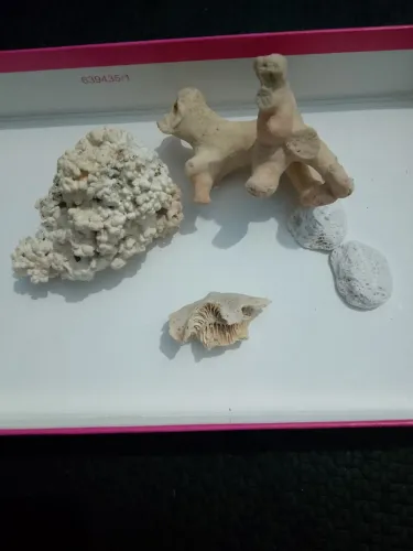 Lot de esqueletos de corais