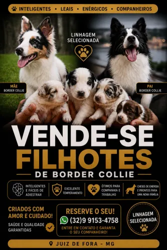 Vende se filhotes de boder collie