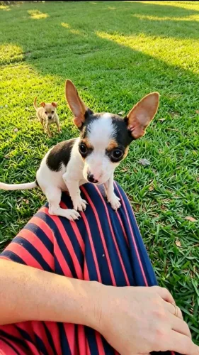 Pinscher