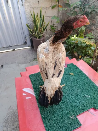 Galinha Índio crista ferrão bico curto 