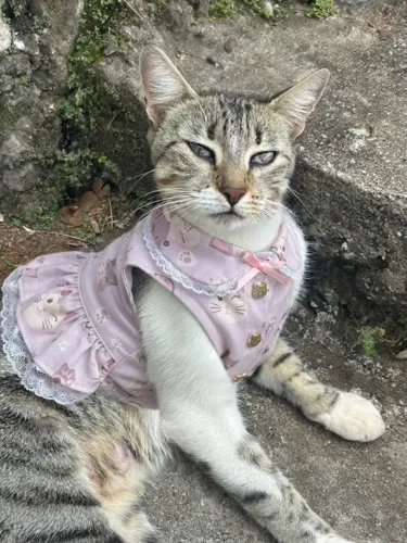 Safira precisa de um lar
