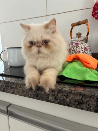 Gato persa com 7 meses, lindo 